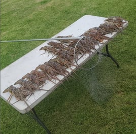 Night Time Lobster Bully Netting