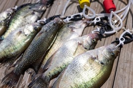 Crappie Fishing Trip