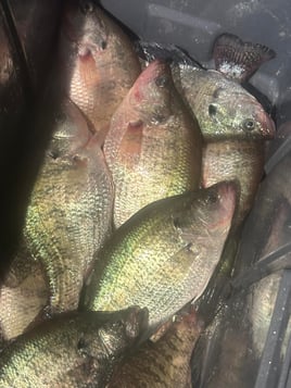 Crappie Fishing Trip