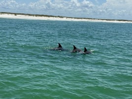 Shell Island Boat Trip