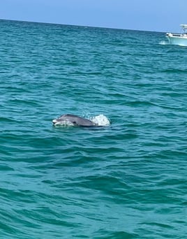 Shell Island Boat Trip
