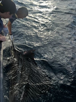 4-8 Hour Trip - Sportfishing