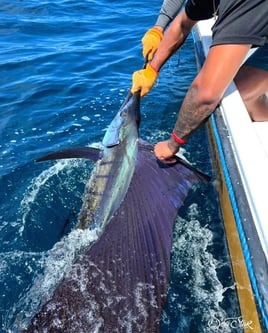4-8 Hour Trip - Sportfishing