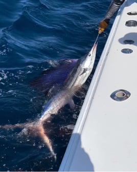 4-8 Hour Trip - Trolling /livebait