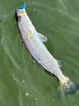 Wade Fishing With Artificial Lures 