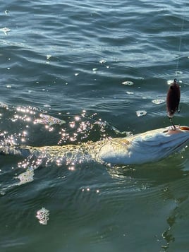 Wade Fishing With Artificial Lures 