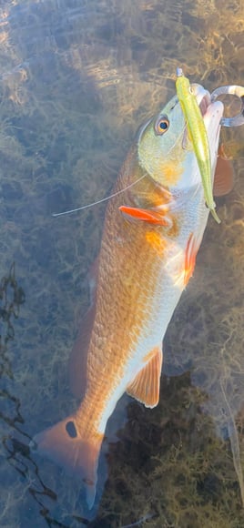 Wade Fishing With Artificial Lures 