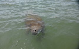 Dolphin,Manatees,Birdwatching 