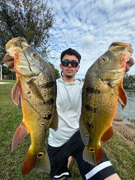 Land Based Peacock Bass Trip