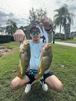 Land Based Peacock Bass Trip