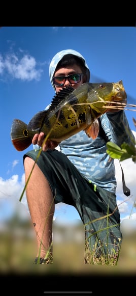 Land Based Peacock Bass Trip
