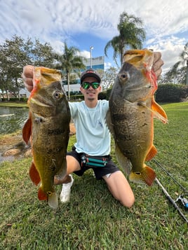 Land Based Peacock Bass Trip