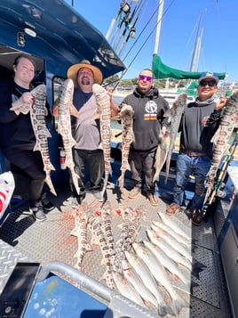 Full Day Trip – Shark