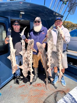 Full Day Trip – Shark