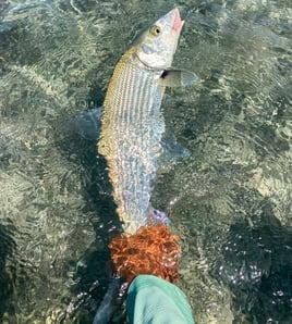 Backcountry Fishing Trip