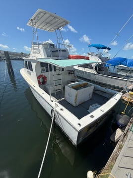 6 or 8-Hour Shark Trip