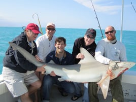 6 or 8-Hour Shark Trip