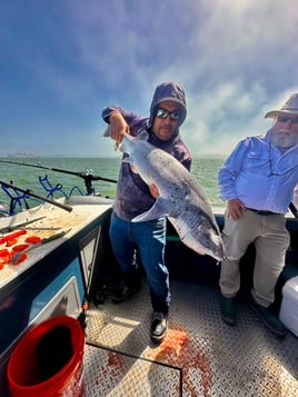 Sevengill, soupfin, leopard shark 