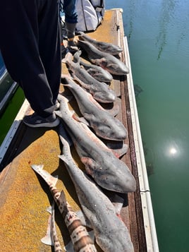 Sevengill, soupfin, leopard shark 