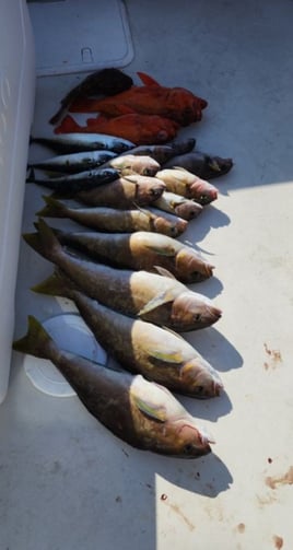4-10 Hour Offshore Trip