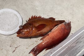 4-10 Hour Offshore Trip