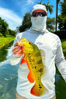 Peacock Bass Fishing