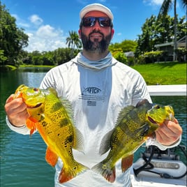 Peacock Bass Fishing