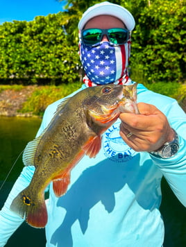 Peacock Bass Fishing