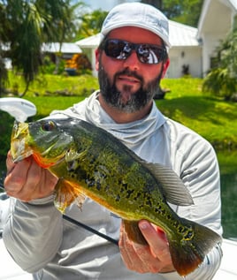 Peacock Bass Fishing
