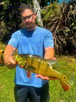 Peacock Bass Fishing