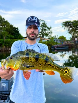 Peacock Bass Fishing