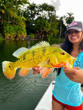 Peacock Bass Fishing