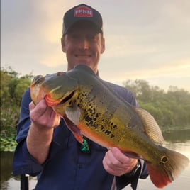4-8 Hr Trip–Peacock/Largemouth Bass