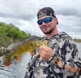 4-8 Hr Trip–Peacock/Largemouth Bass