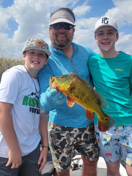 4-8 Hr Trip–Peacock/Largemouth Bass