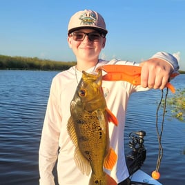 4-8 Hr Trip–Peacock/Largemouth Bass