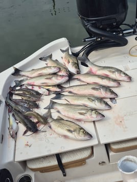 4 hr AM Fishing Trip on Lake Conroe