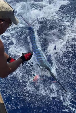 Offshore Fishing Trip