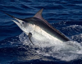 4-10 Hour Offshore Trip