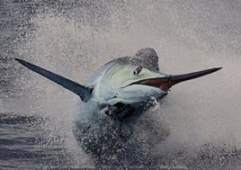 Sunset, Sip And Fish