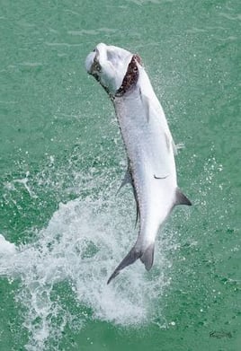 Tarpon Trip