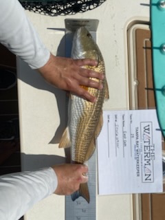 Fly Fish the Flats of Southwest FL