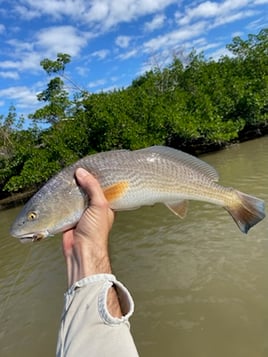 Fly Fish the Flats of Southwest FL