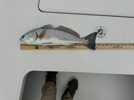 Fly Fish the Flats of Southwest FL