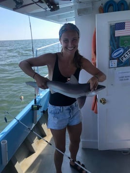 Chesapeake Bay Shark Fishing