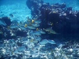 Snorkling and Eco Tours 