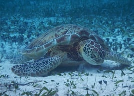 Snorkling and Eco Tours 