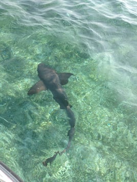 Snorkling and Eco Tours 