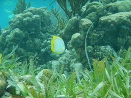 Scuba/Snorkel excursions