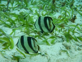 Scuba/Snorkel excursions